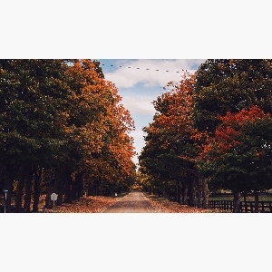 Country Road - Fall